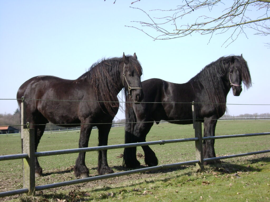 The Friesian Horse