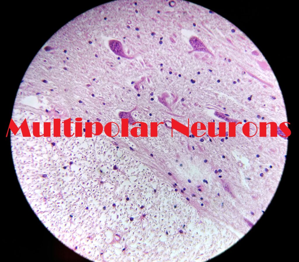 Multipolar Neurons