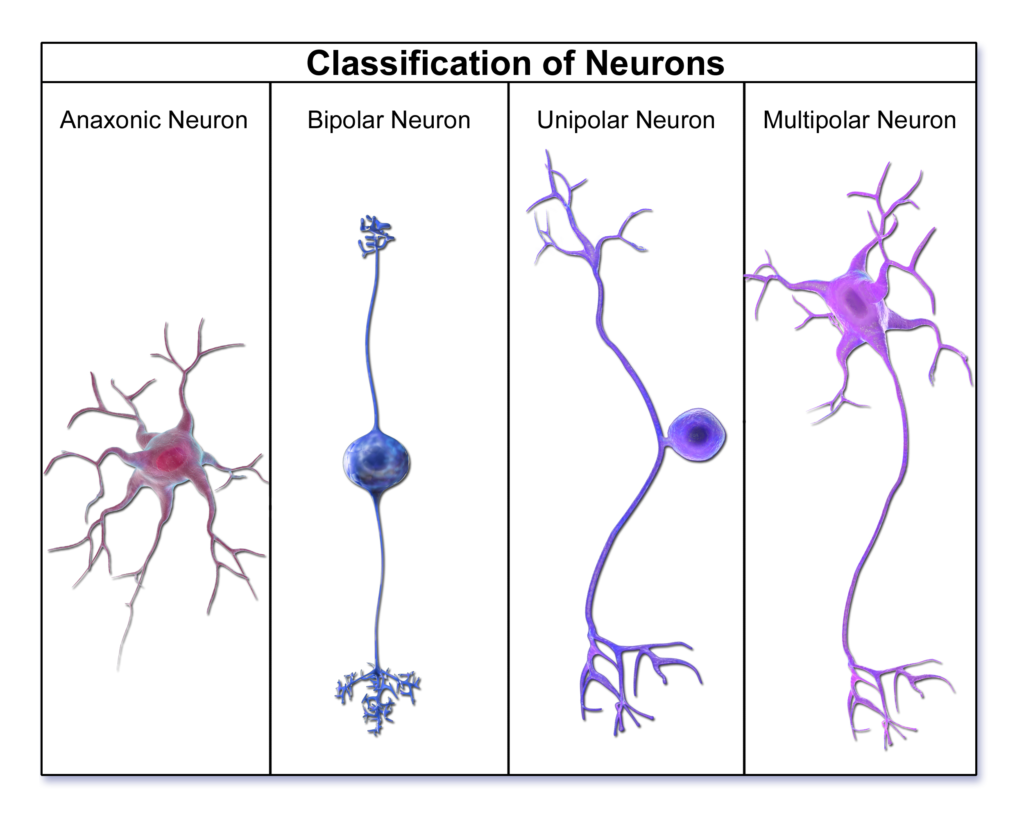 Multipolar Neurons