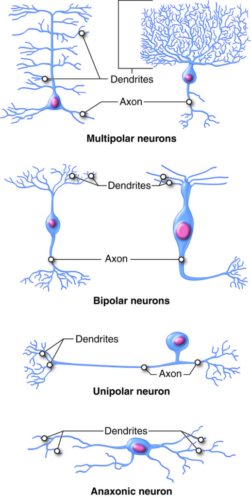 Multipolar Neurons