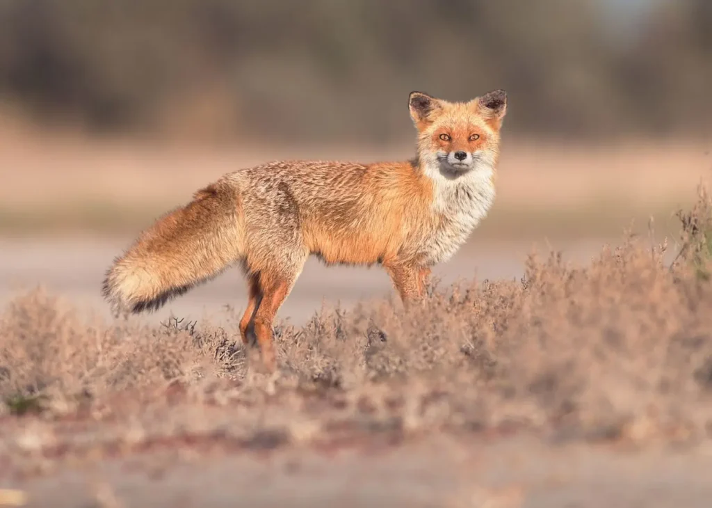 What Describes a Fox?